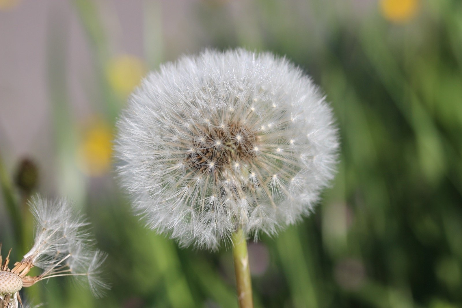 Dandelion flowers in bloom, the plant most over-the-counter herbal water pills are made from