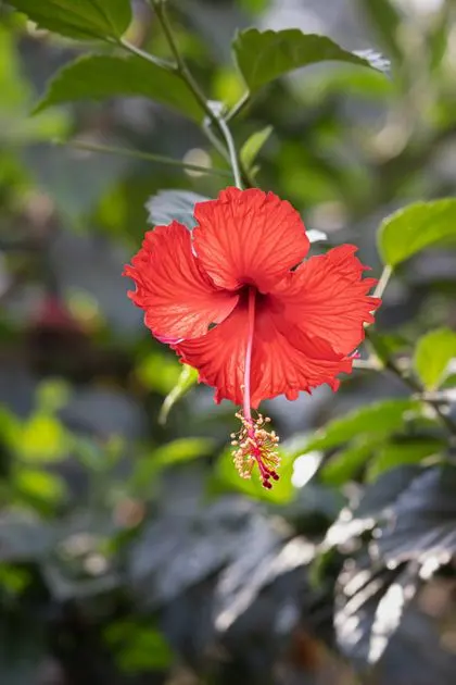 Hibiscus sabdariffa flower in bloom, standardized to 3 percent anthocyanins in the Flush Factor Plus formula