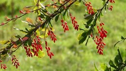 Barberry (Berberis) berries, a natural source of berberine