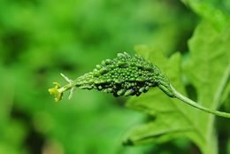 Bitter melon (Momordica charantia) fruit on the vine