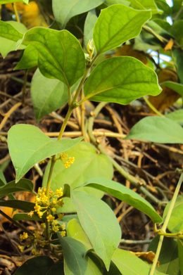 Gymnema sylvestre leaves and flowers